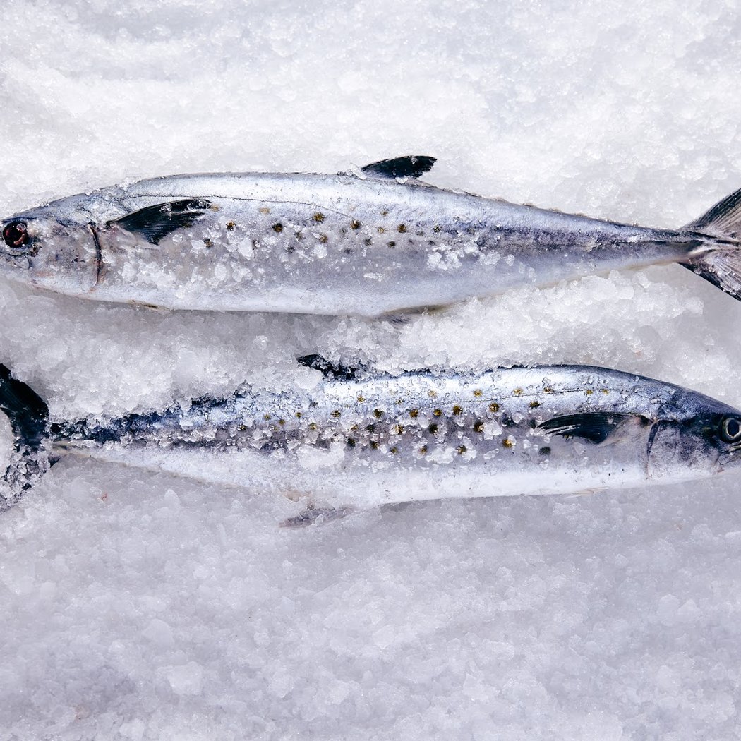 Osprey Seafood of California 1