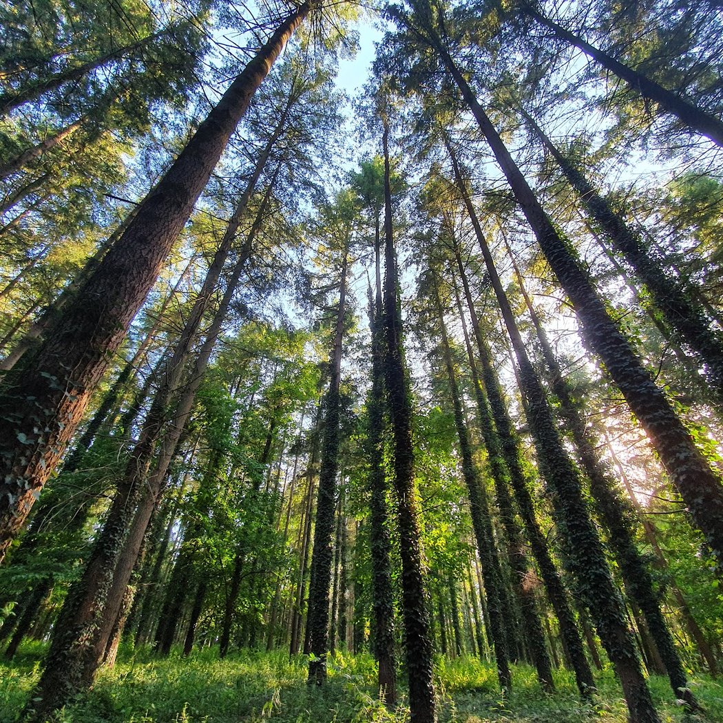 Bahurel Woods 3