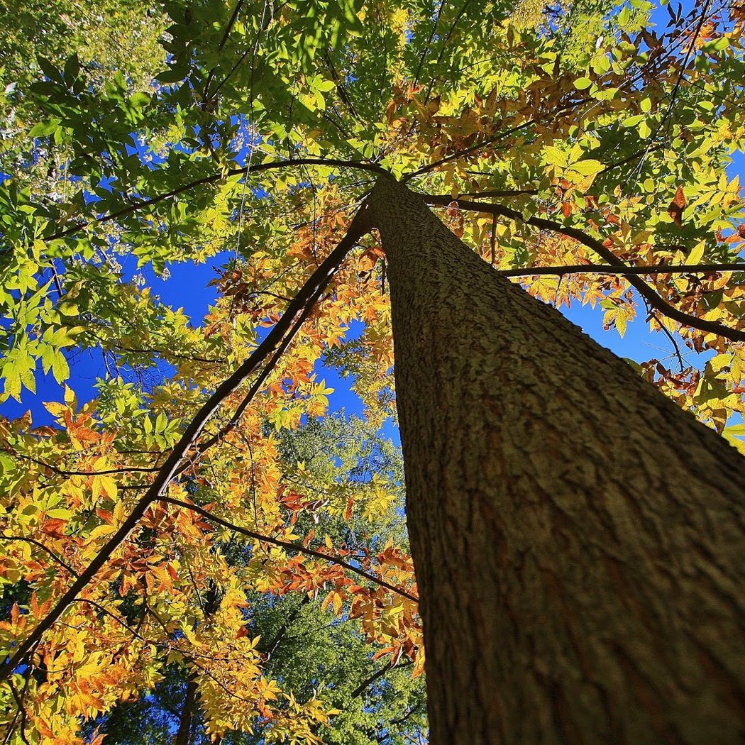 Teaneck Creek Conservancy 2