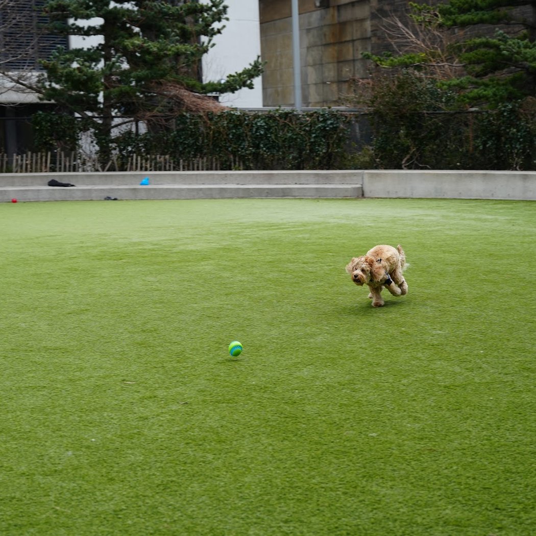Pier 6 Dog Run 2