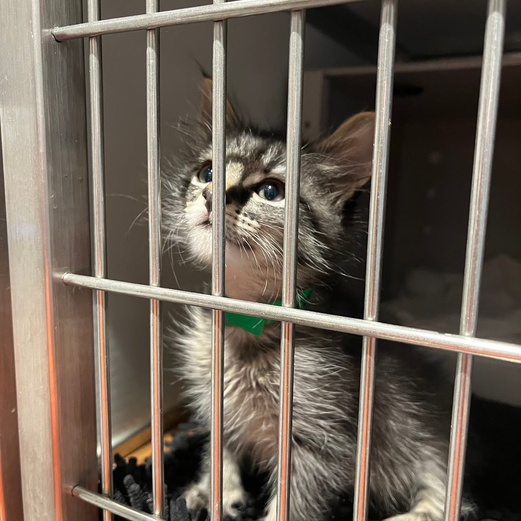 San Francisco Animal Care & Control 2