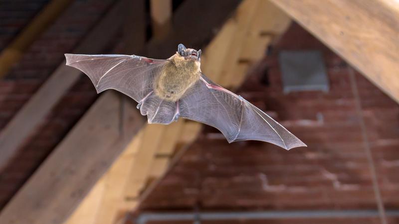 Family Bat Night 3