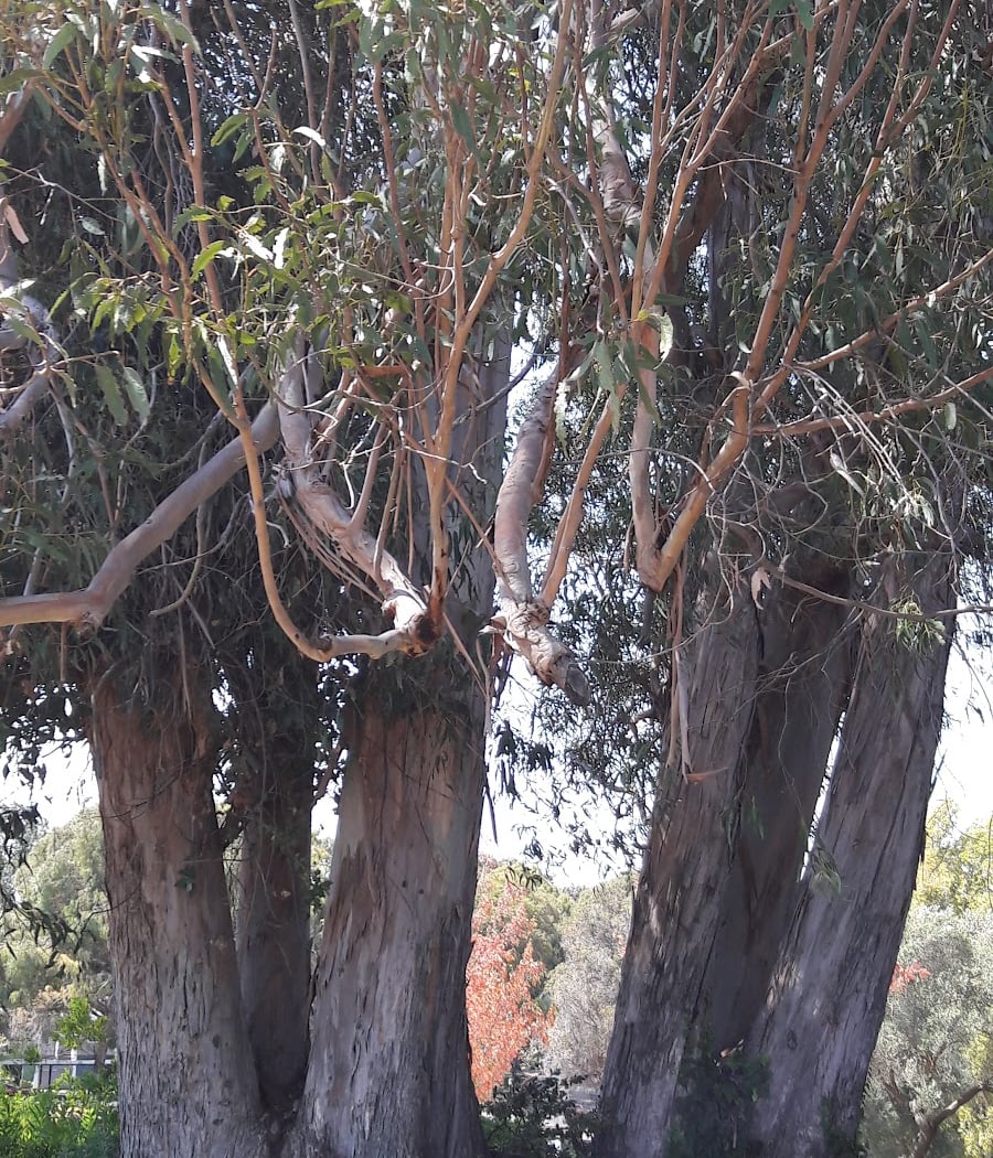 Carquinez Park 2