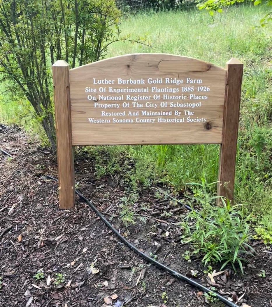 Luther Burbank Experiment Farm Work Day 3