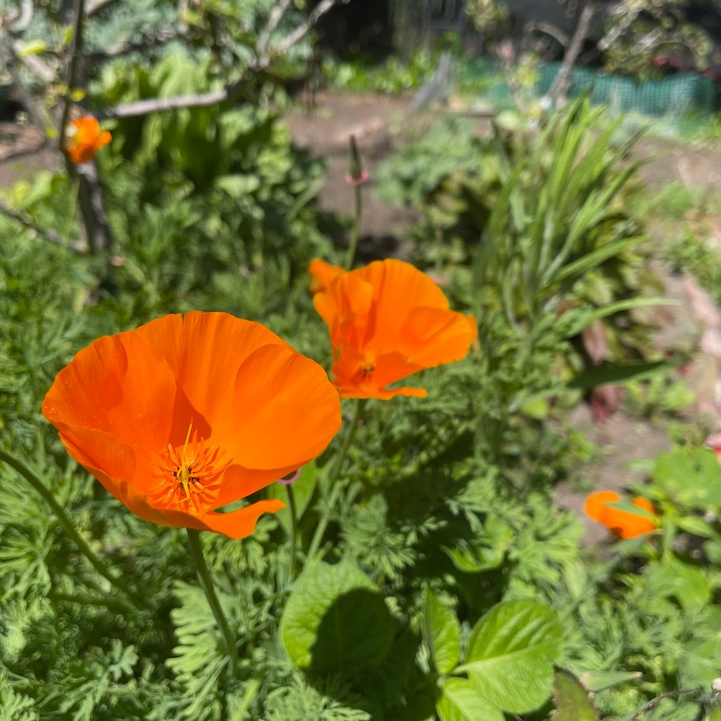 Golden Gate Park Community Garden 1