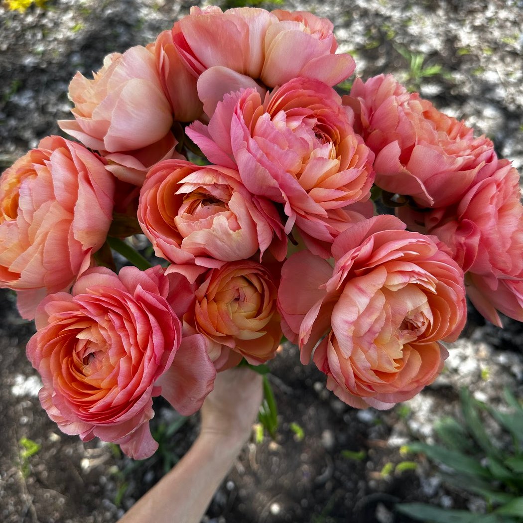You-Pick Flowers 1
