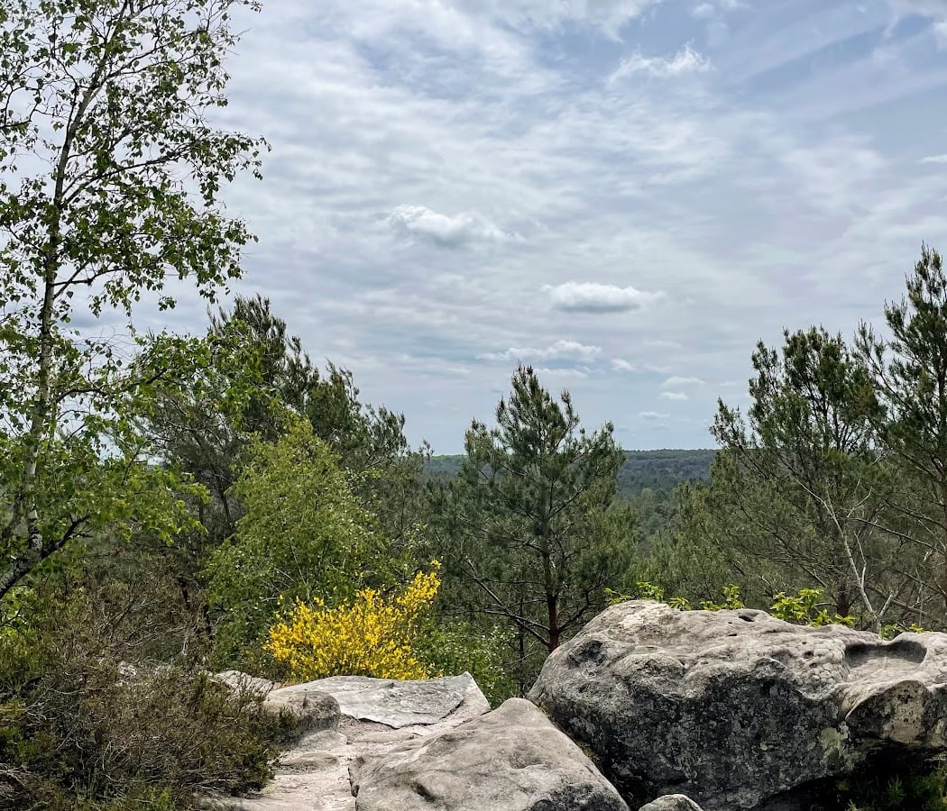 Forest of Fontainebleau 3