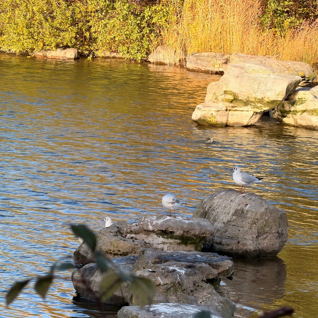 Lac des Chanteraines 2