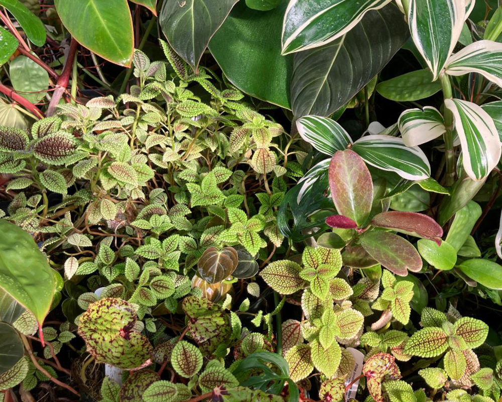 Member Preview: Houseplants Pop-Up Sale 1