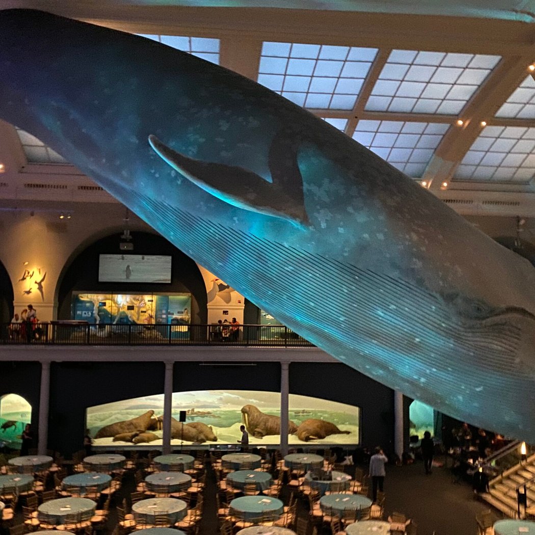 American Museum of Natural History 3