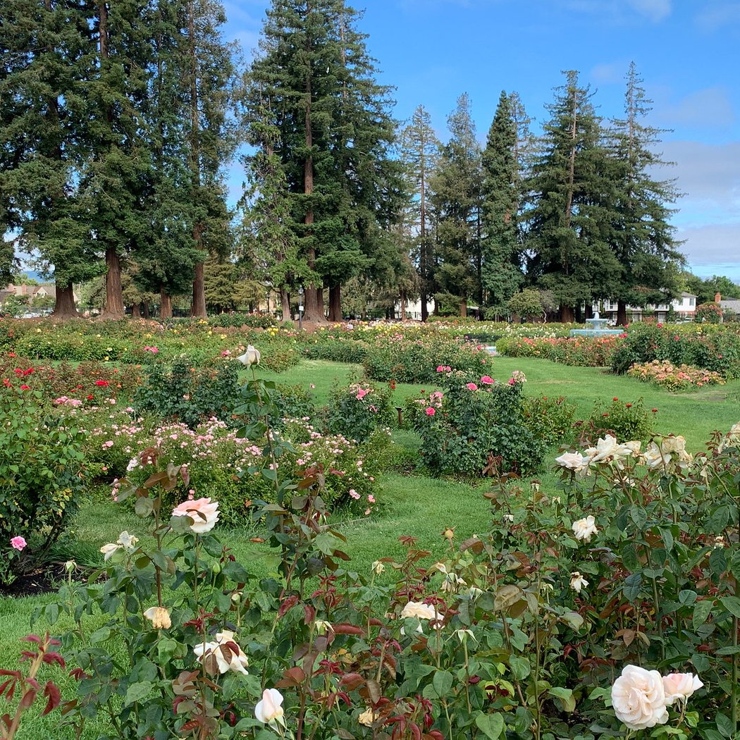 Morcom Rose Garden 2