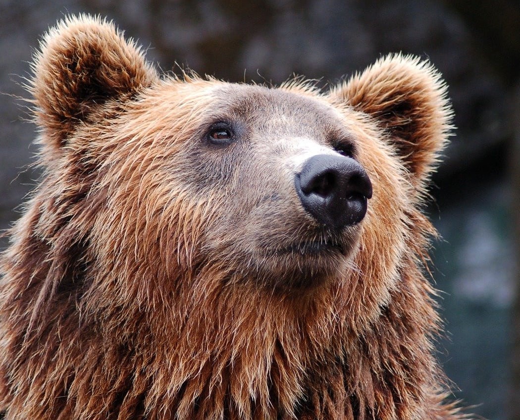 La Fête de l’Ours 2025 1