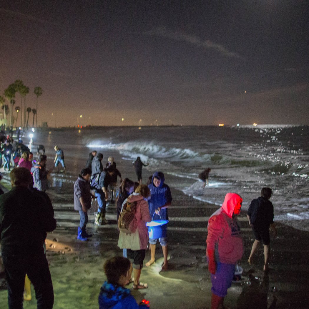 Grunion Run Guided Program & Bonfire 2