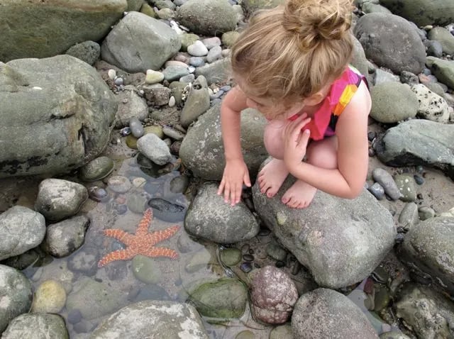 Summer Tidepool Bioblitz 3