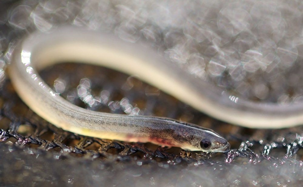 Summer Fish Survey 3