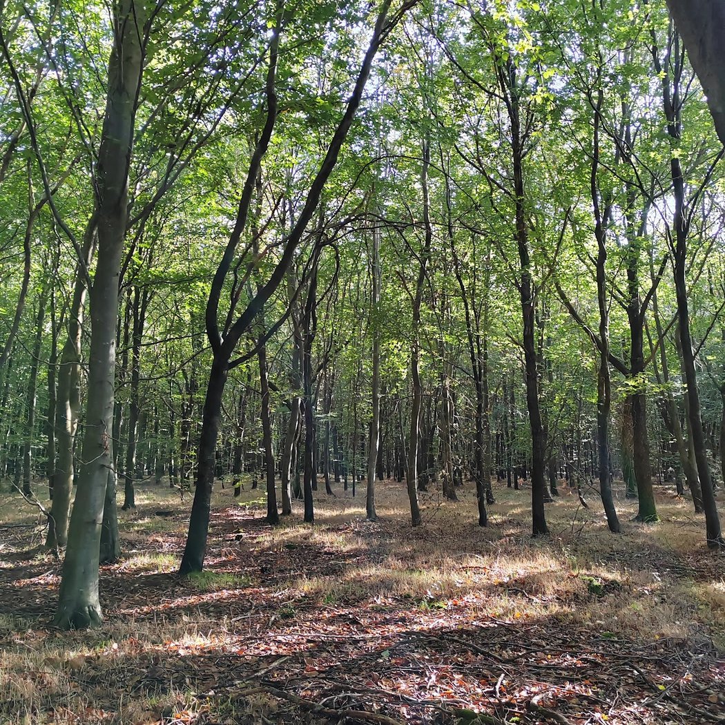 Foret Domaniale de Crecy 2