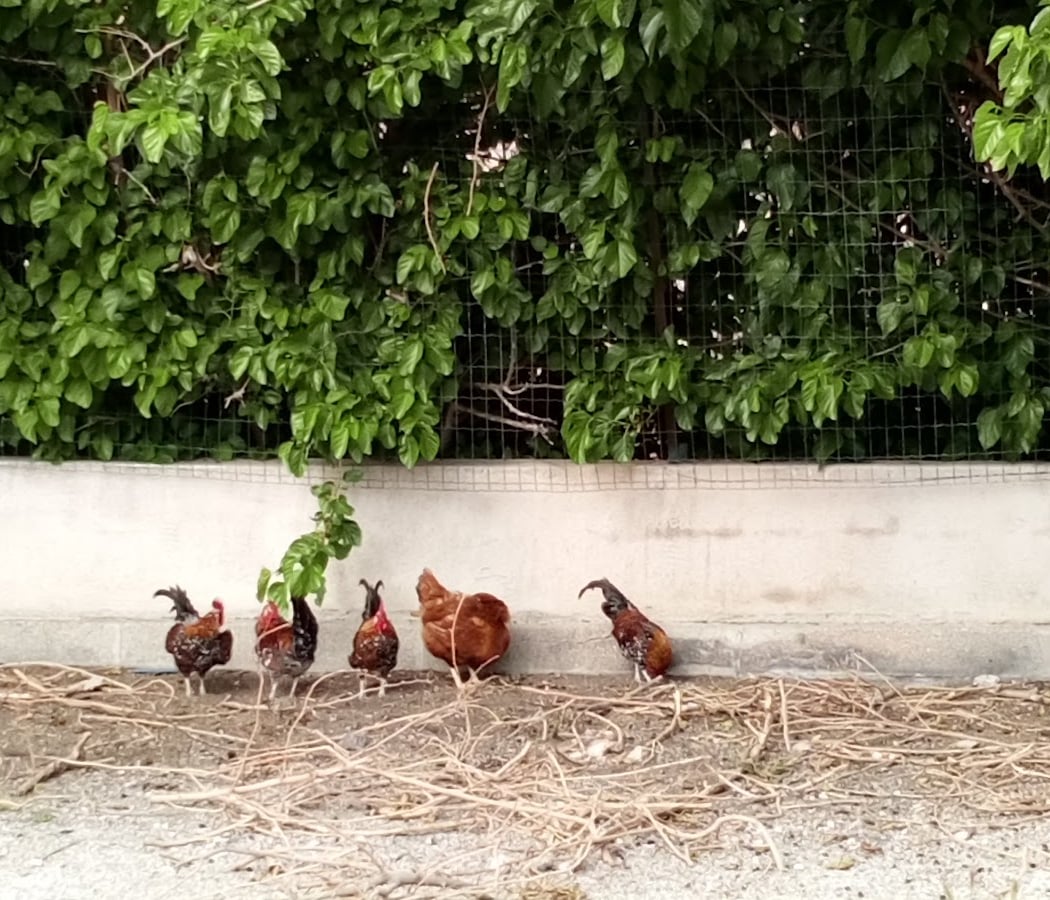Jardin de la falaise 3