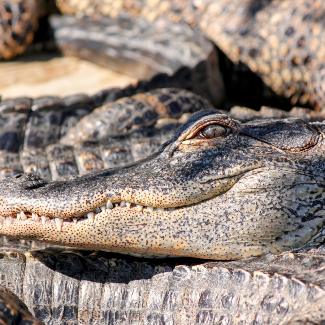 Gatorland 1