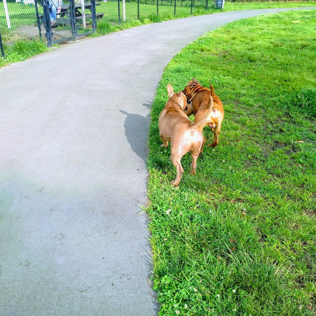 Dog Parade 2