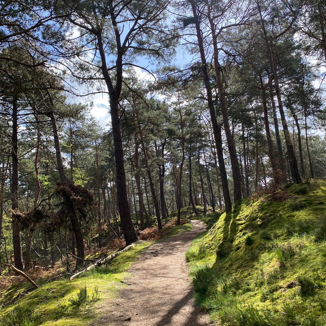 Les sables de la forêt de Fontainebleau 3