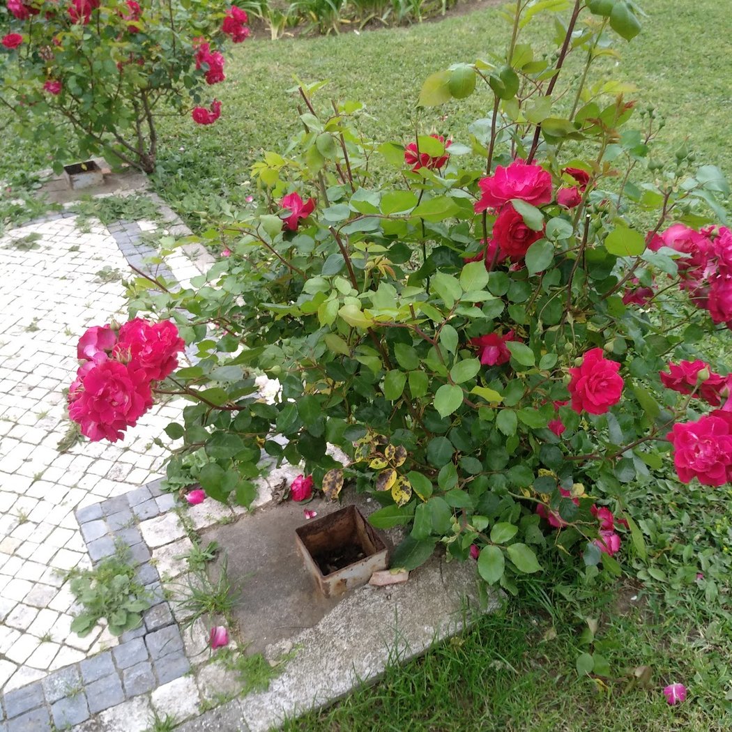 Escola de Jardinagem da Câmara Municipal de Lisboa 4