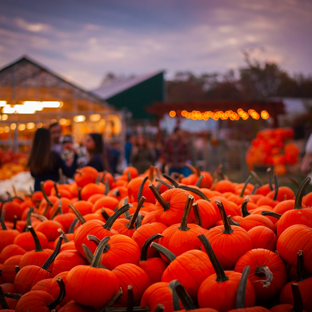 Pumpkinland 5