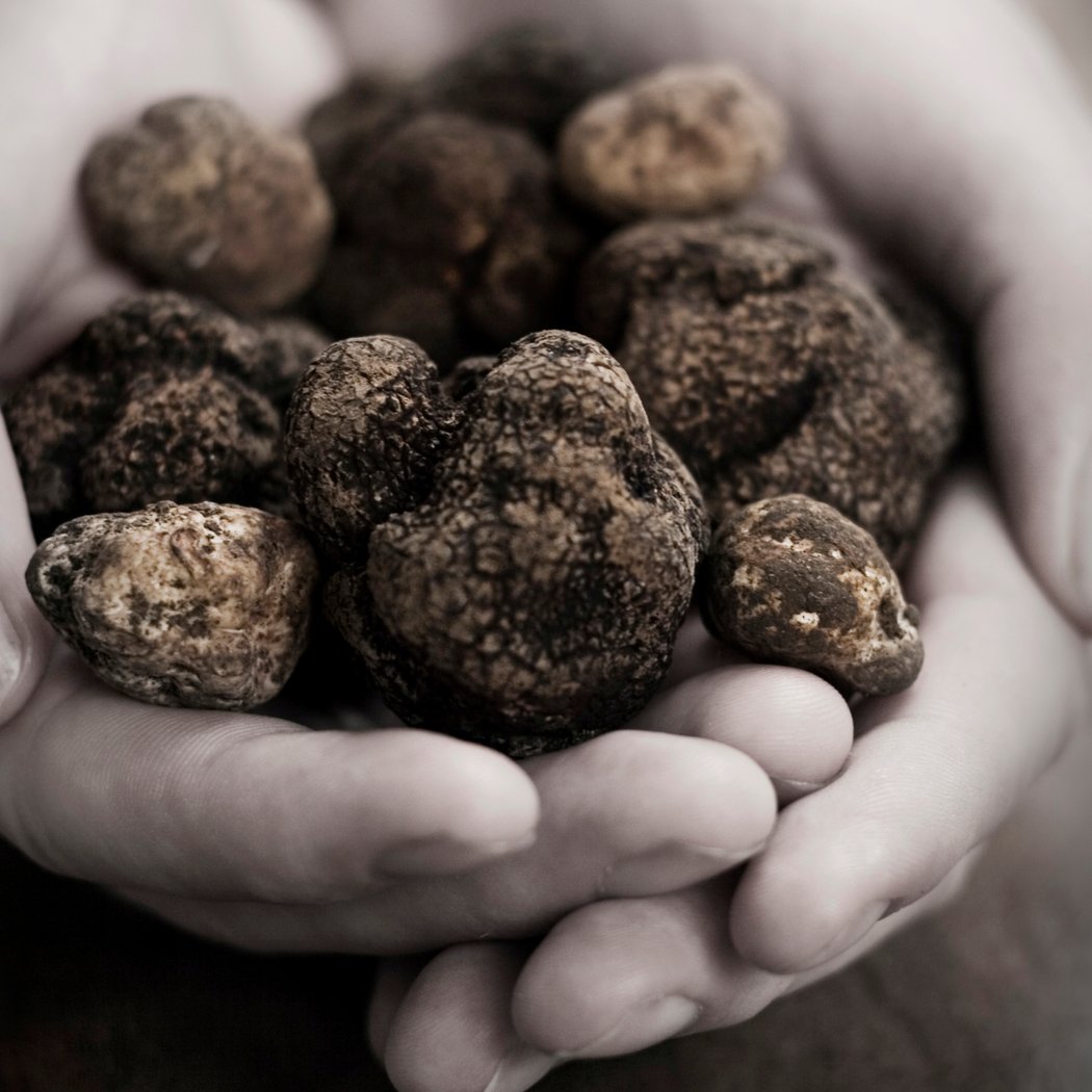 Napa Truffle Festival Marketplace 2