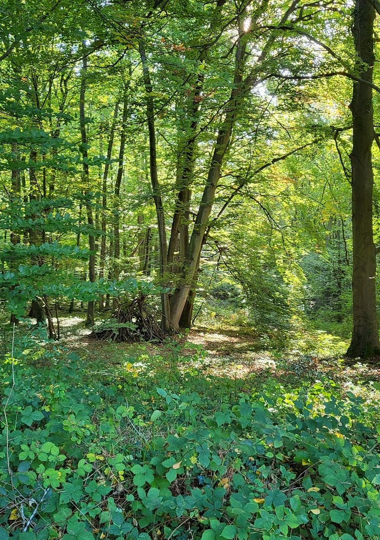Bain de forêt musical 3