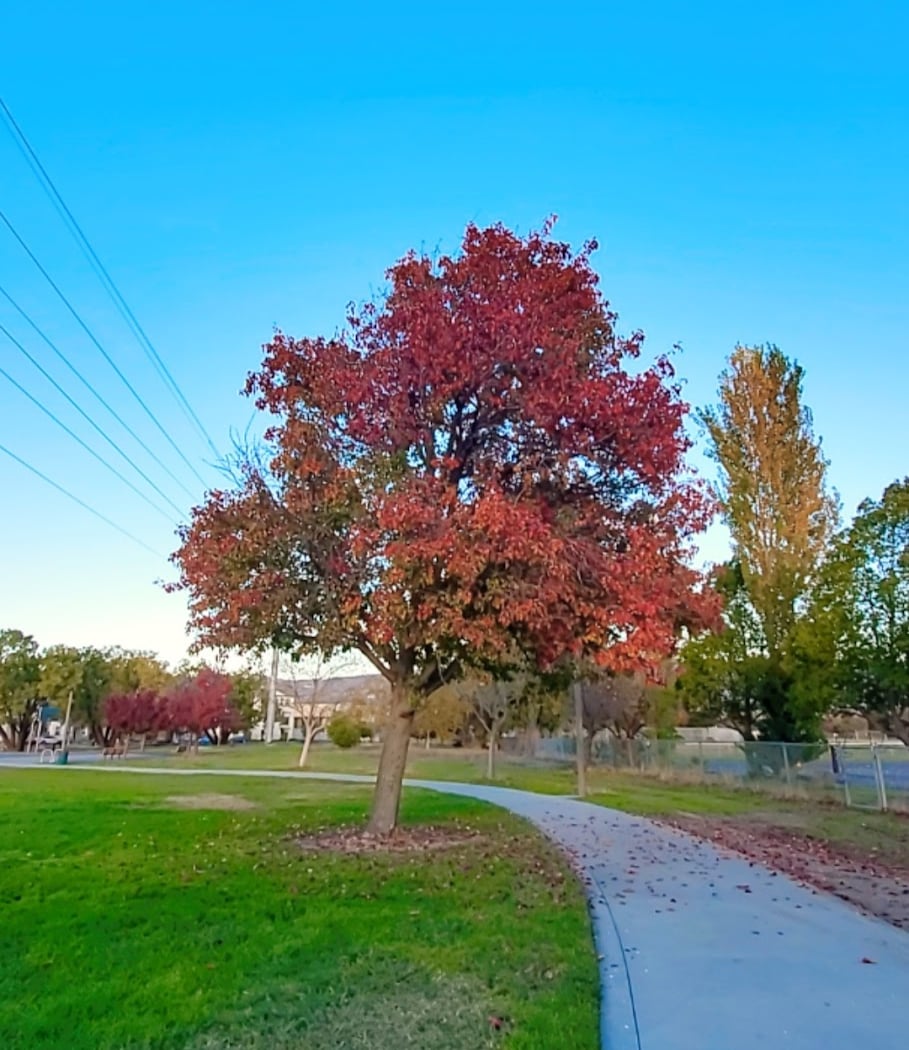 Meadowfair Park 2