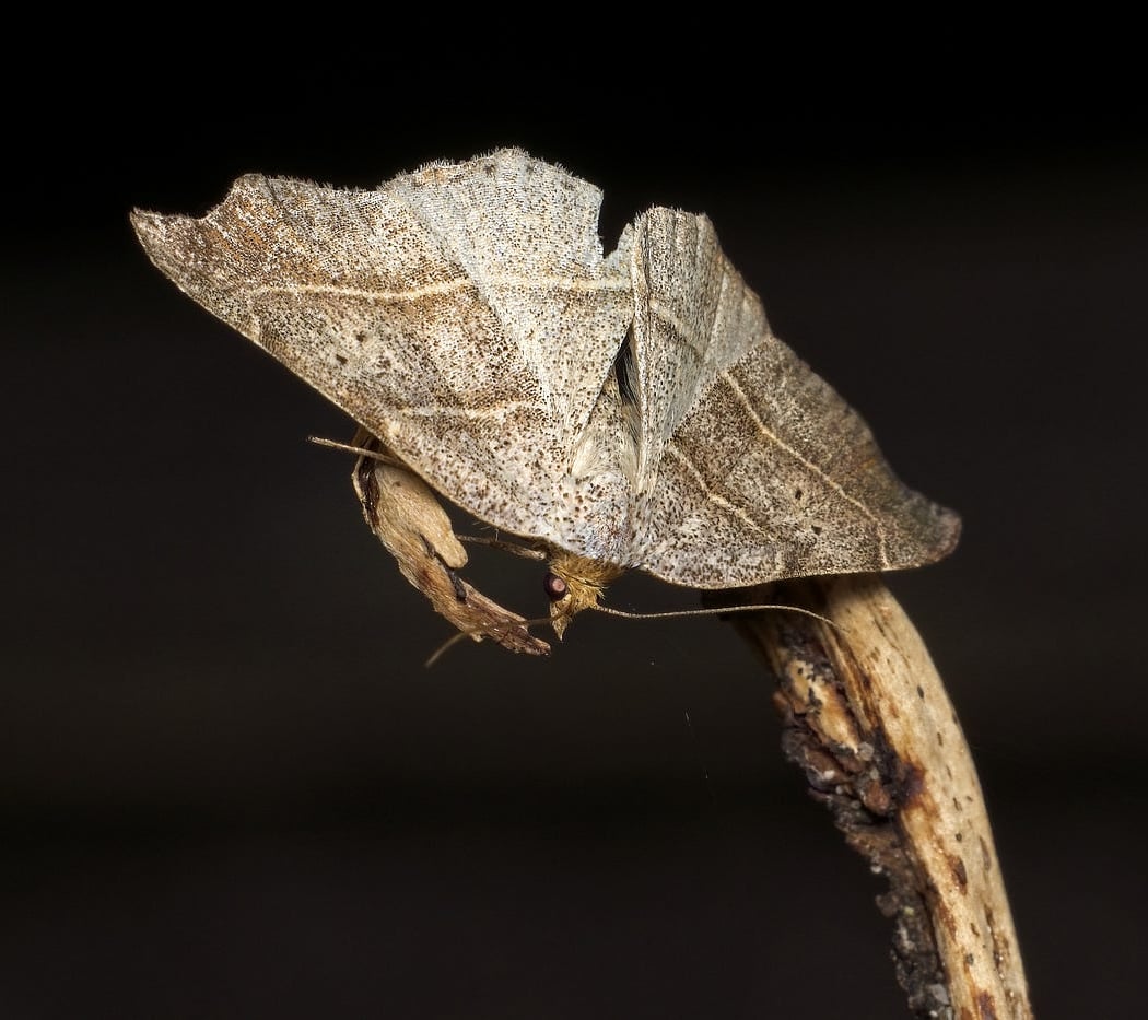 Moth Night at Mitchell Lake 3