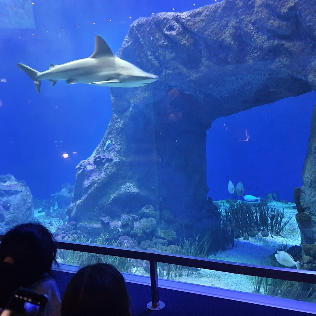ONIRIA, L’AQUARIUM DES RÊVES… DE NOËL! 2