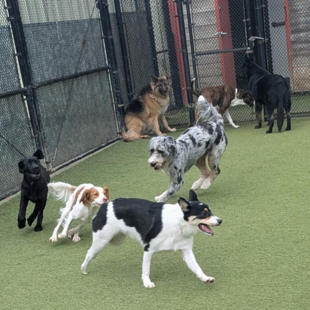 Pet Camp San Francisco 2