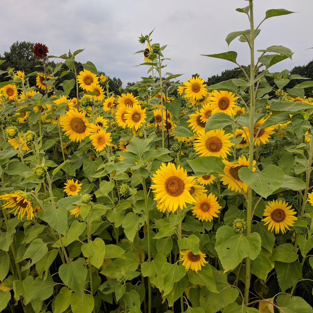 Sunflower Festival 3