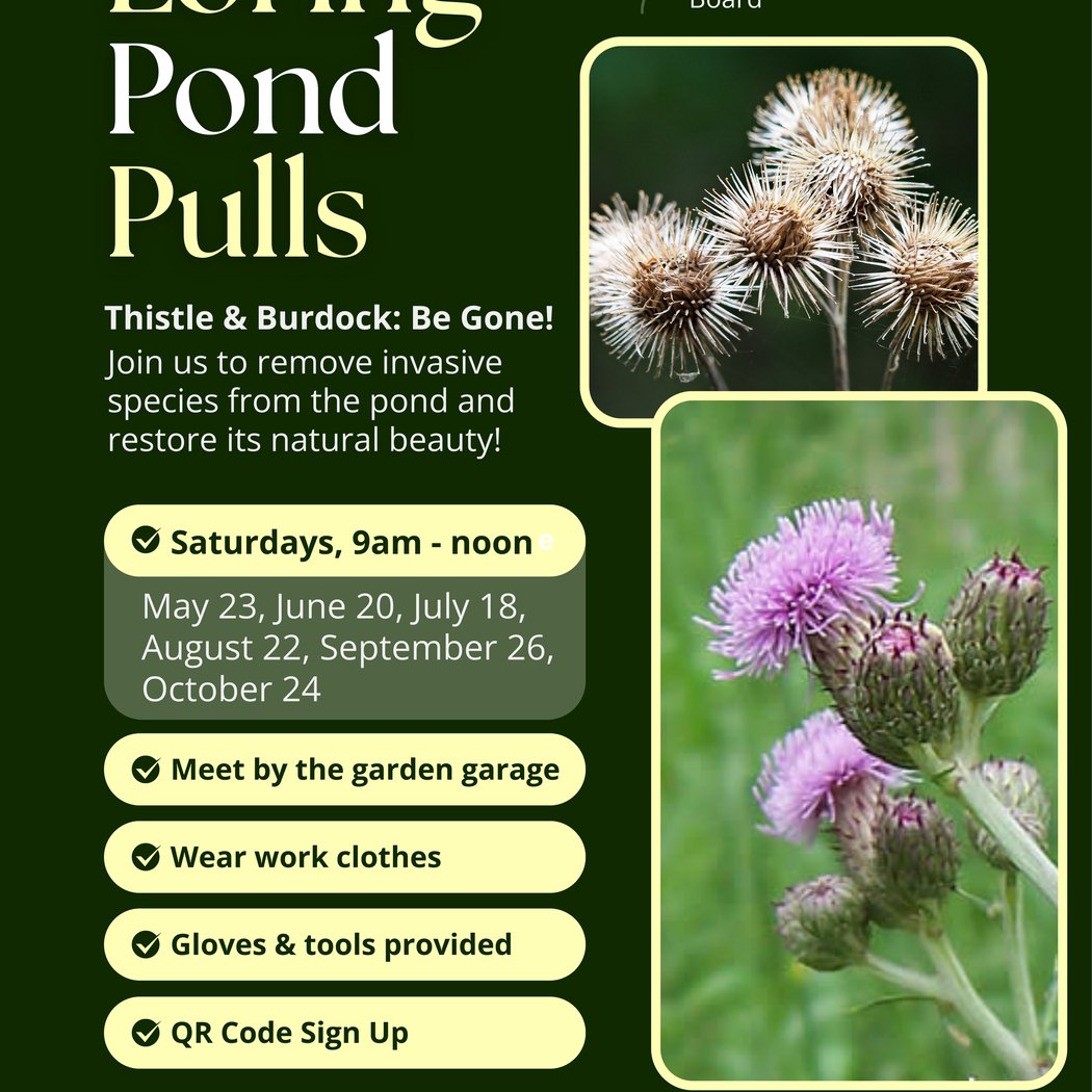 Invasive Species Pull at Loring Pond 1