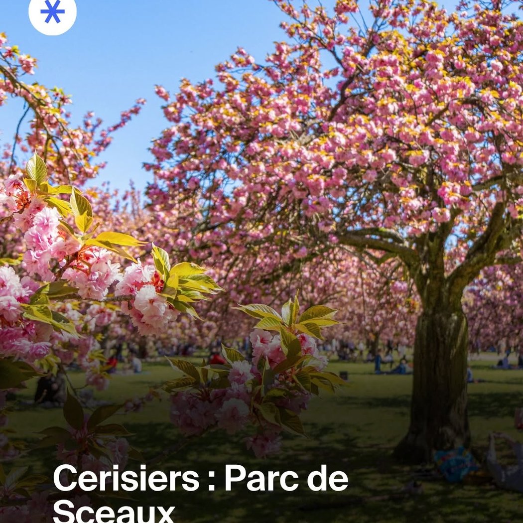 Cherry Blossom Street 1