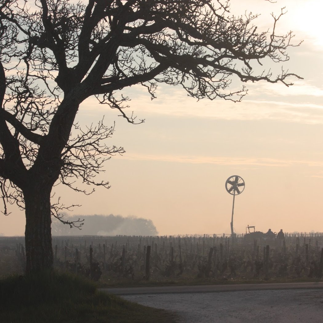 Domaine de la Croix Mélier - Les Terres Turones 3