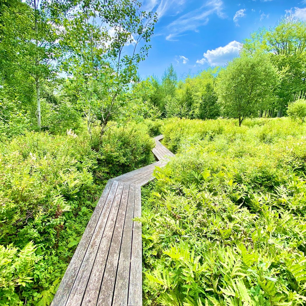 Forest Bathing with Beth Rennig 1