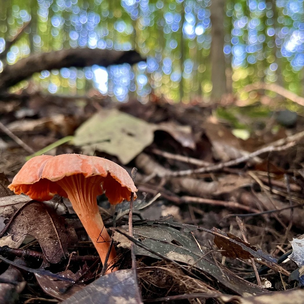 Foraging & Wild Tending Class 1