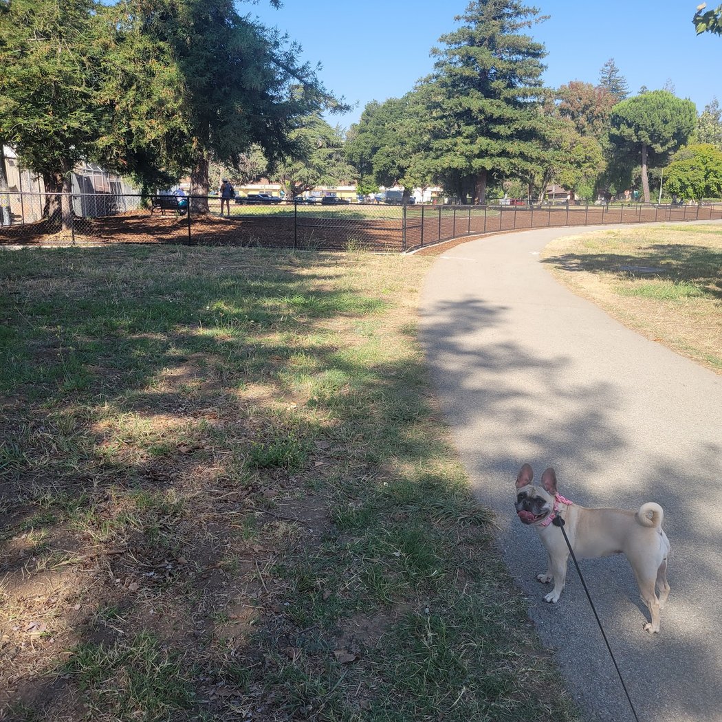 Piedmont Road Dog Park 3