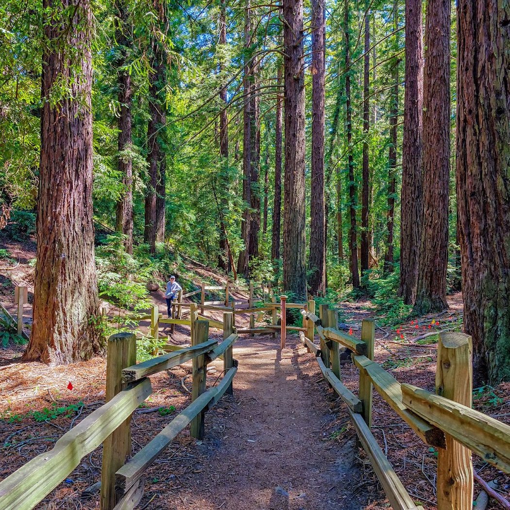 Fern Ravine 1