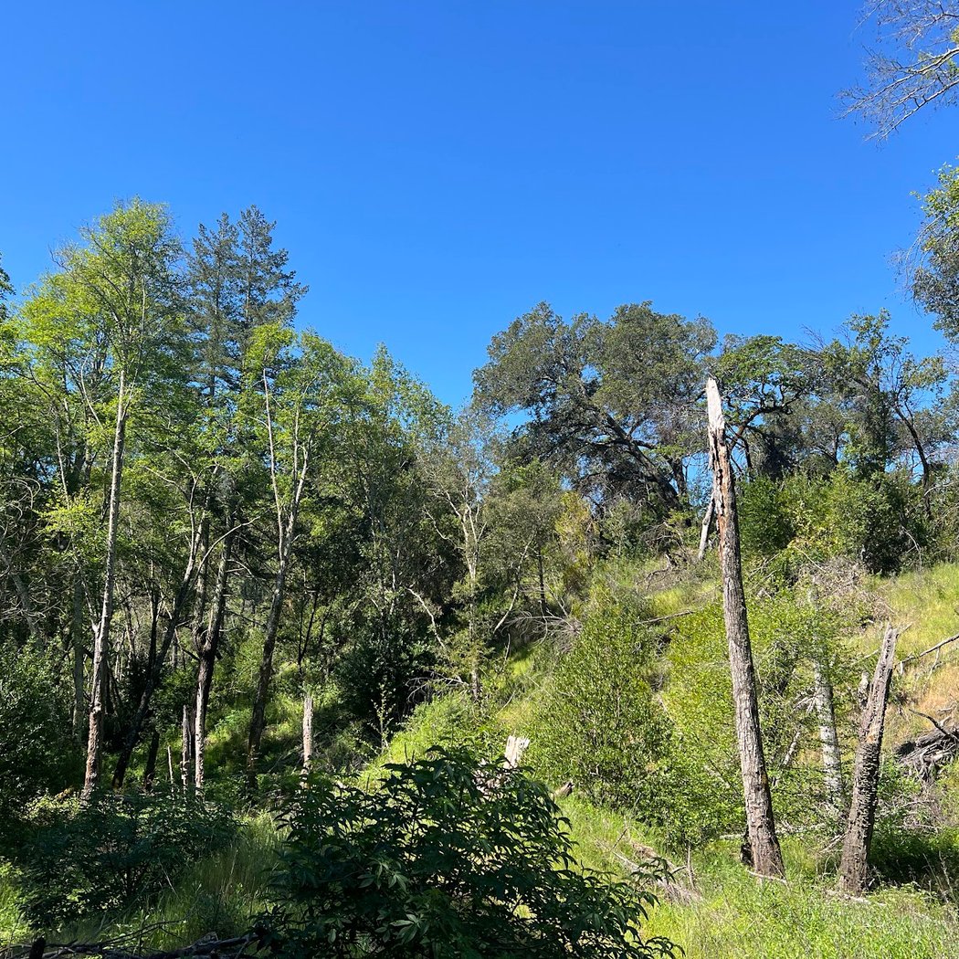 Spring Walk at Bouverie Preserve 3
