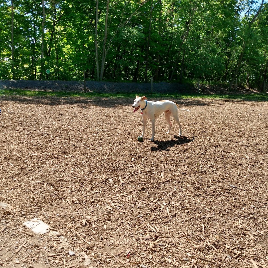 Milton Landing Dog Park 2