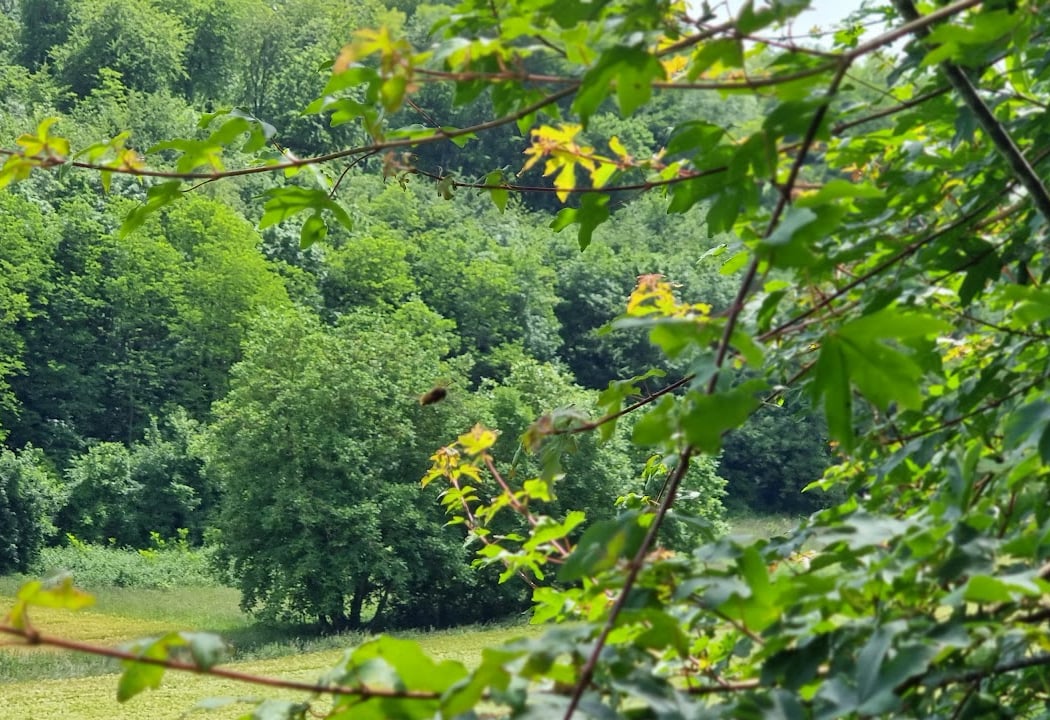 Foret d'Halatte 3