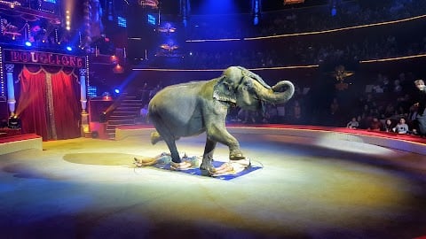 Cirque d'Hiver Bouglione - Spectaculaire 3
