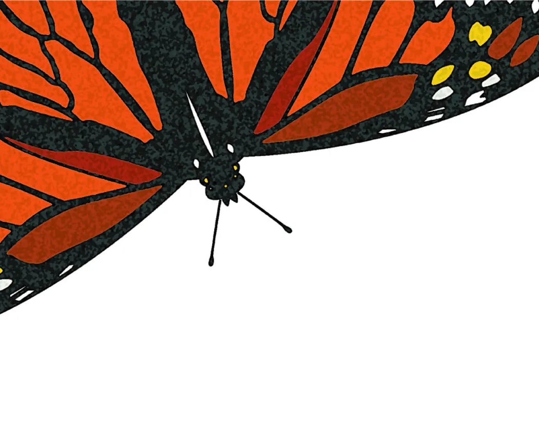 Monarch House Citizen Science & Care 2