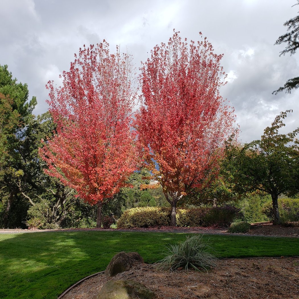 Rossmoor Golf Clubs 2
