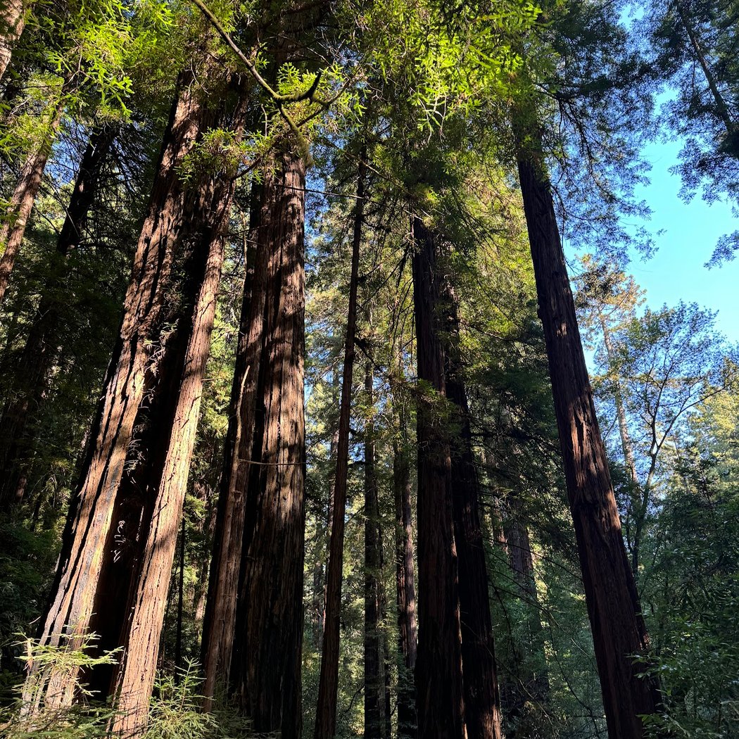 Muir Woods Tours & Adventures 1