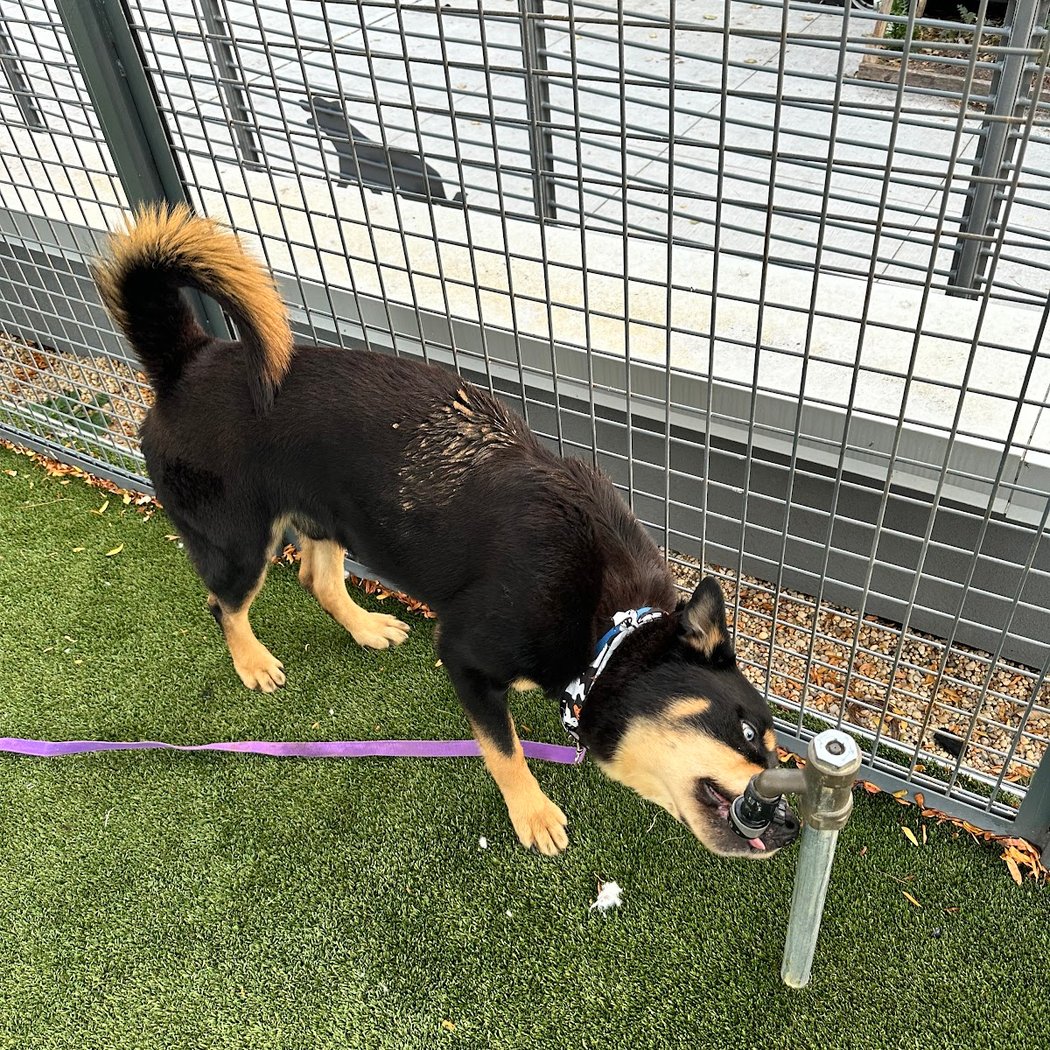 Animal Care Centers of NYC - Queens 3