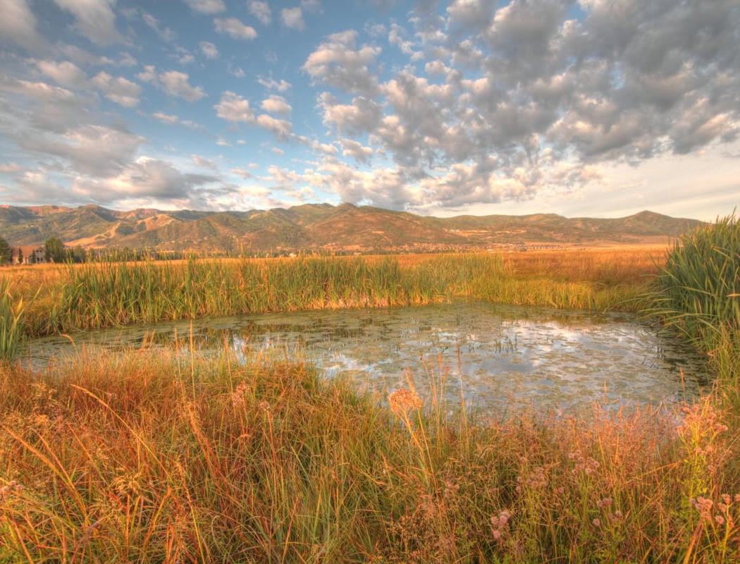 Invasive Weed Management: Let's Pull Together! 3