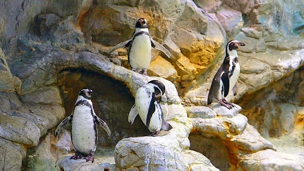 Aquarium of Niagara 2